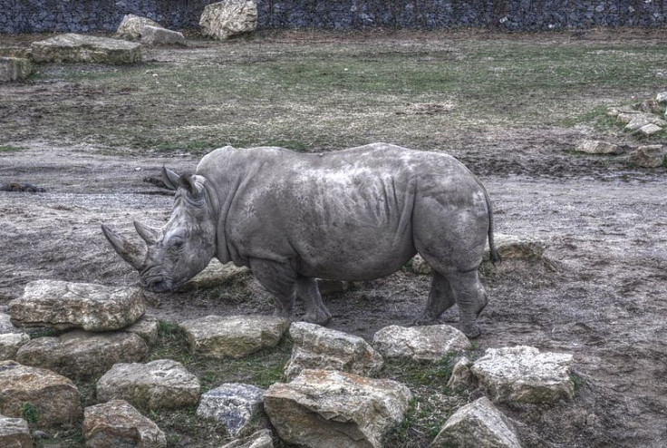 Rhino