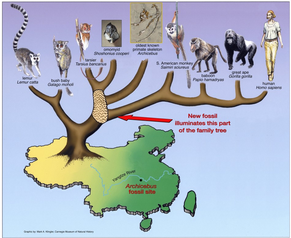 World’s Oldest Primate Fossil In China Sheds Light On Human Evolution