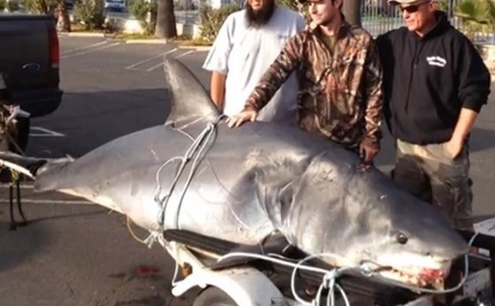 Shark