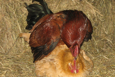 Chickens mating