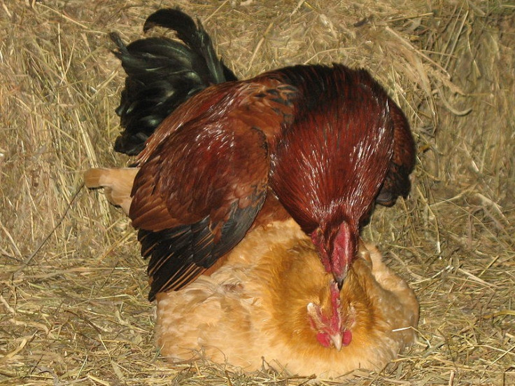 Chickens mating