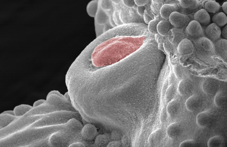 a developing penis (pseudocolored red) of a chick embryo before it regresses, viewed under a scanning electron microscope