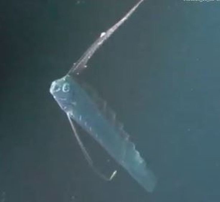 Oarfish