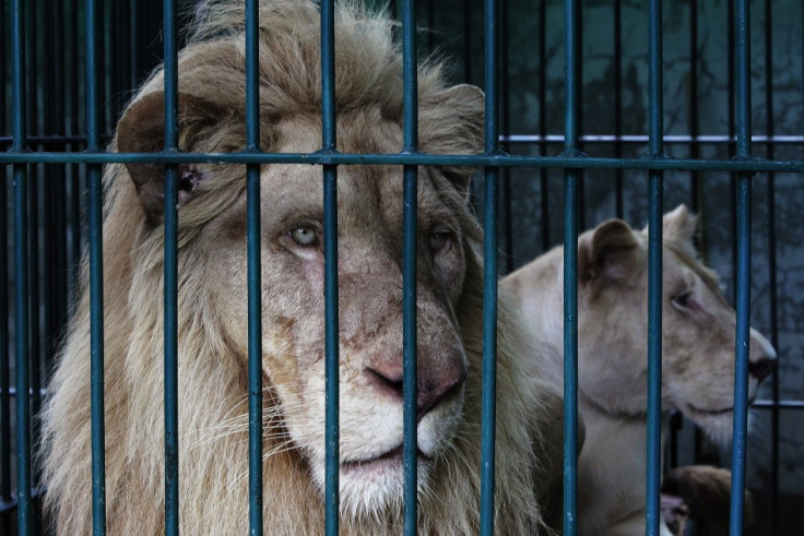 Albino lions