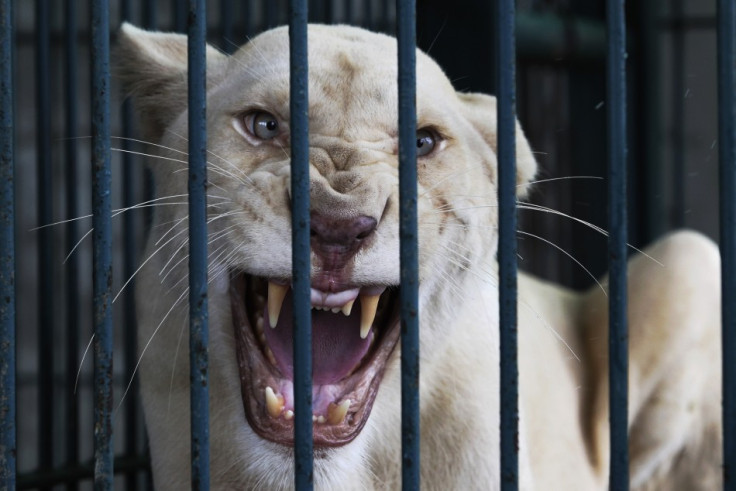 Albino lion