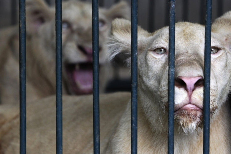 Albino lions