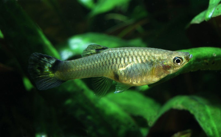 Female guppy