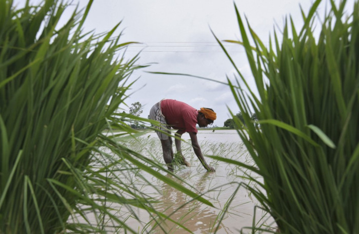 Rice plantation India Rice plantation India