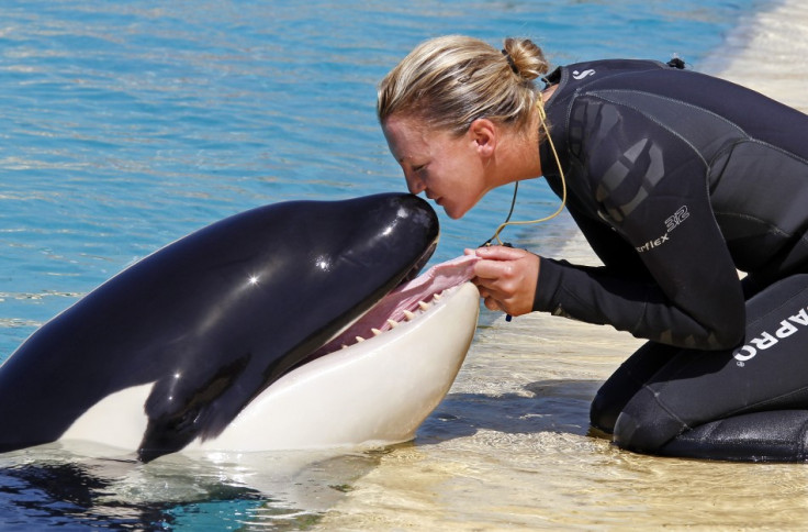 Animal caretaker Amy Walton kisses Moana, a 16-month-old killer whale, in Marineland aquatic park in Antibes