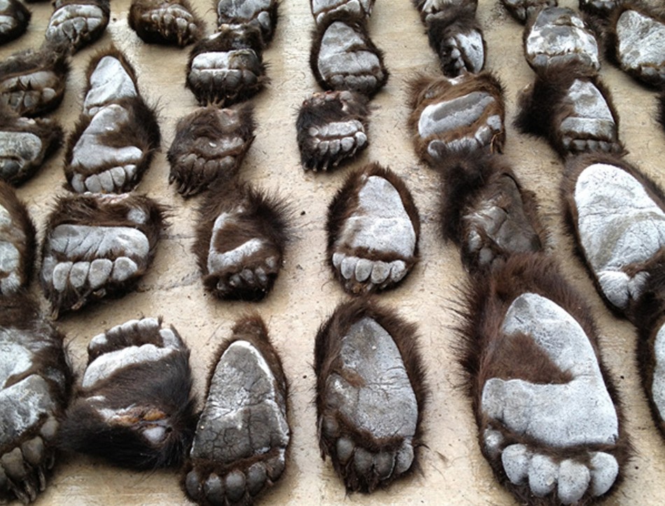 Chinese Authorities Seize 213 Bear Paws Smuggled from Russia
