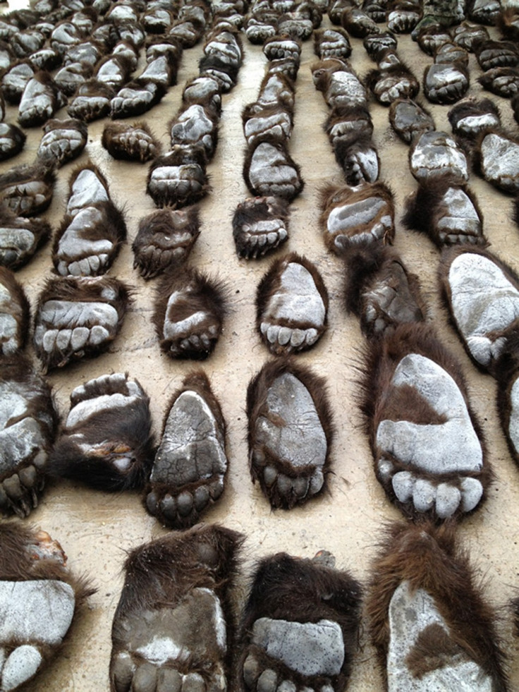 Bear paws