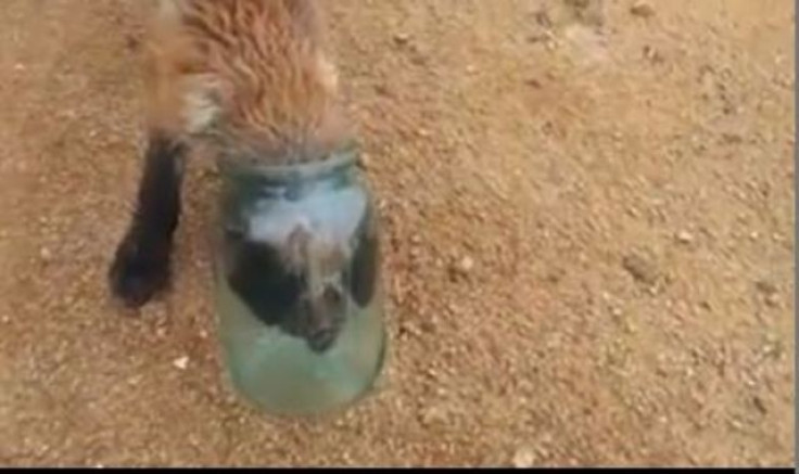 The fox cub with its head stuck in the jar