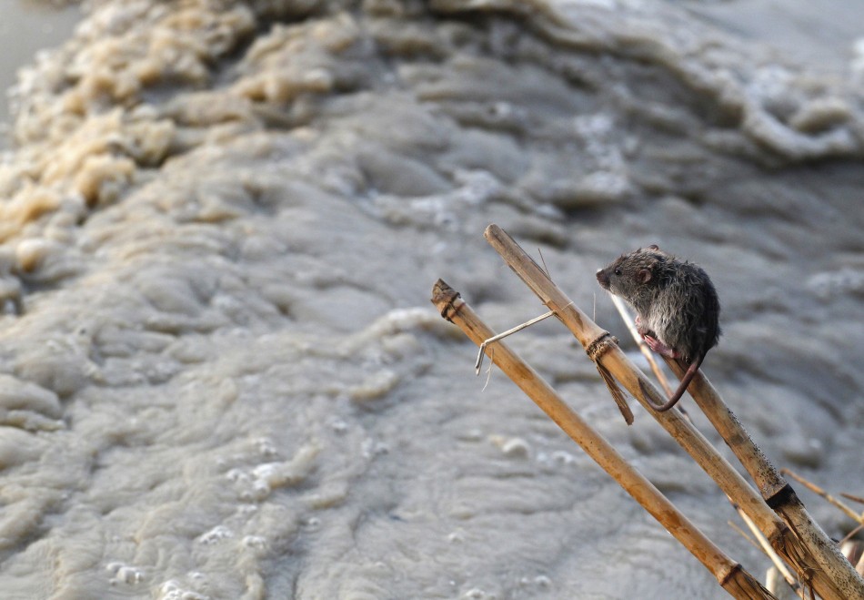 A stranded mouse rests on a stick next to the rising waters of river Yamuna in New Delhi June 19, 2013.