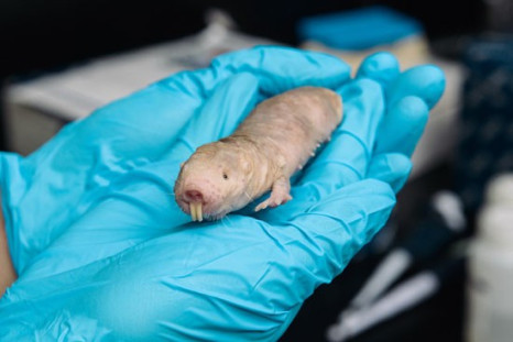 Naked mole rat