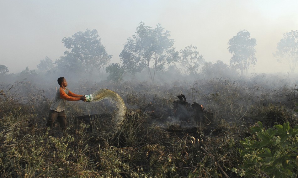 Indonesia oil palm fires
