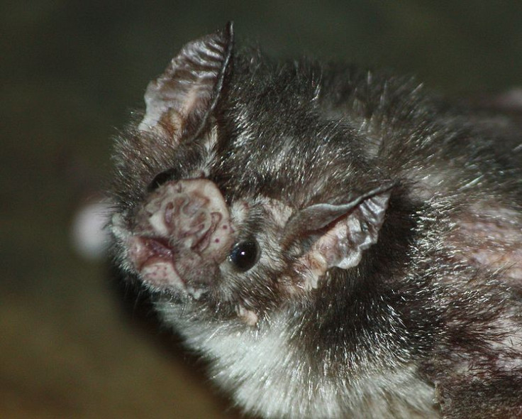 Vampire bat