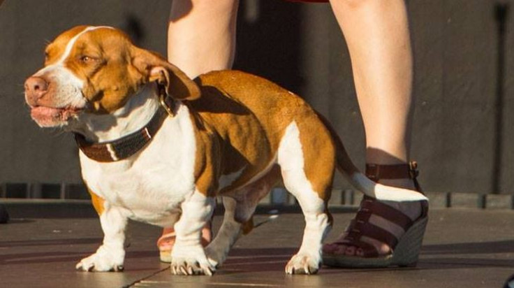 Walle, a Beagle-Bassett, was crowned the World's Ugliest Dog in 2013.