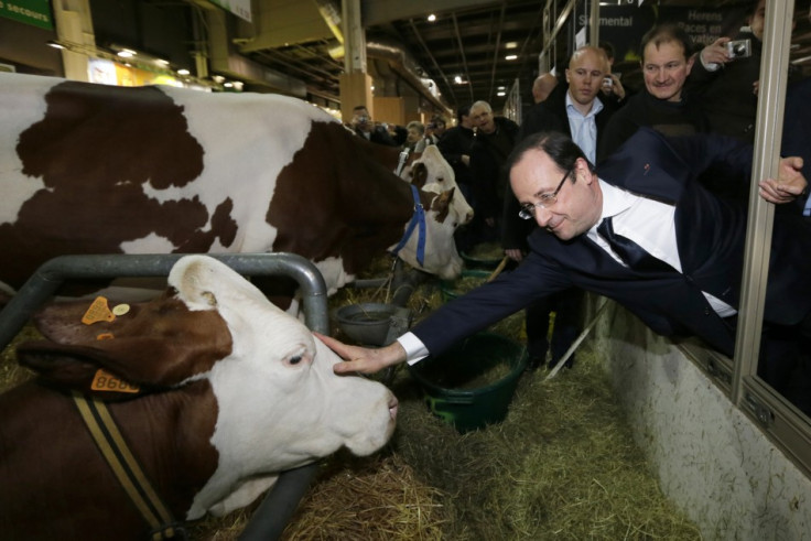 French President Francois Hollande strokes a cow during his visit to the 50th International Agricultural Show in Paris, February 23, 2013. (Photo: REUTERS)