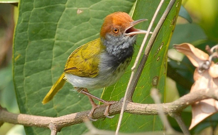 Cambodian Tailorbird: How did this colourful creature pass un-noticed?