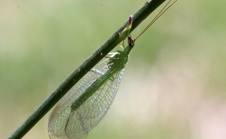 Green Lacewing