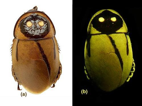 Night-light cockroach