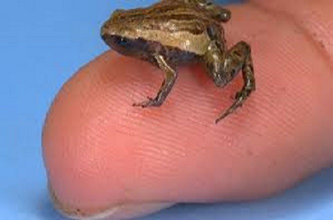 Paedophryne amauensis