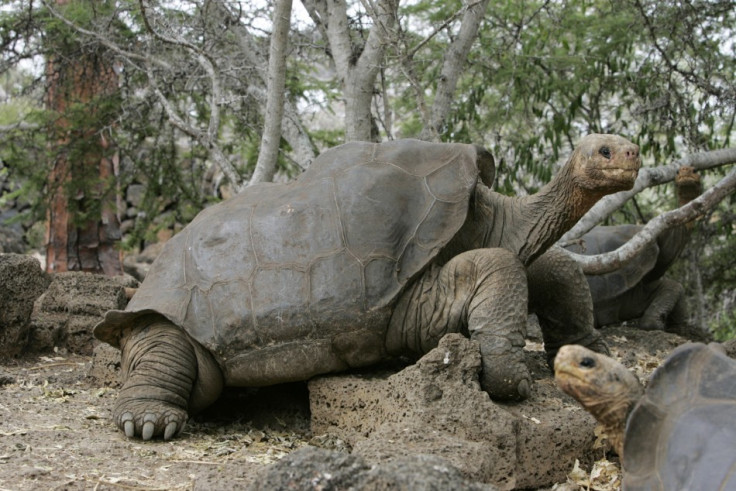 Lonesome George