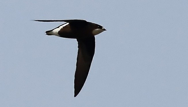 Needletail 'Bird of the Century' Killed in Wind Turbine Crash