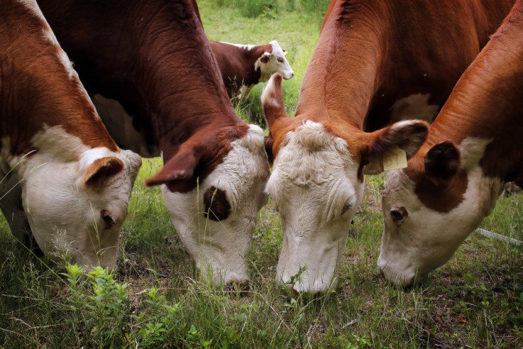 Defra says the meat from bTB infected cows is safe for human consumption  (Reuters)