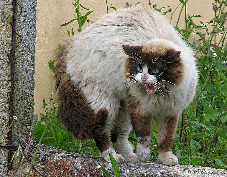 Around one in every 1000 cats could be infected with a form of tuberculosis Around one in every 1000 cats could be infected with a form of tuberculosis