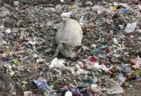 A pig is seen in a garbage dump close to a slum in New Delhi December 15, 2009.