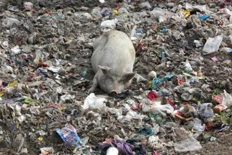 A pig is seen in a garbage dump close to a slum in New Delhi December 15, 2009.