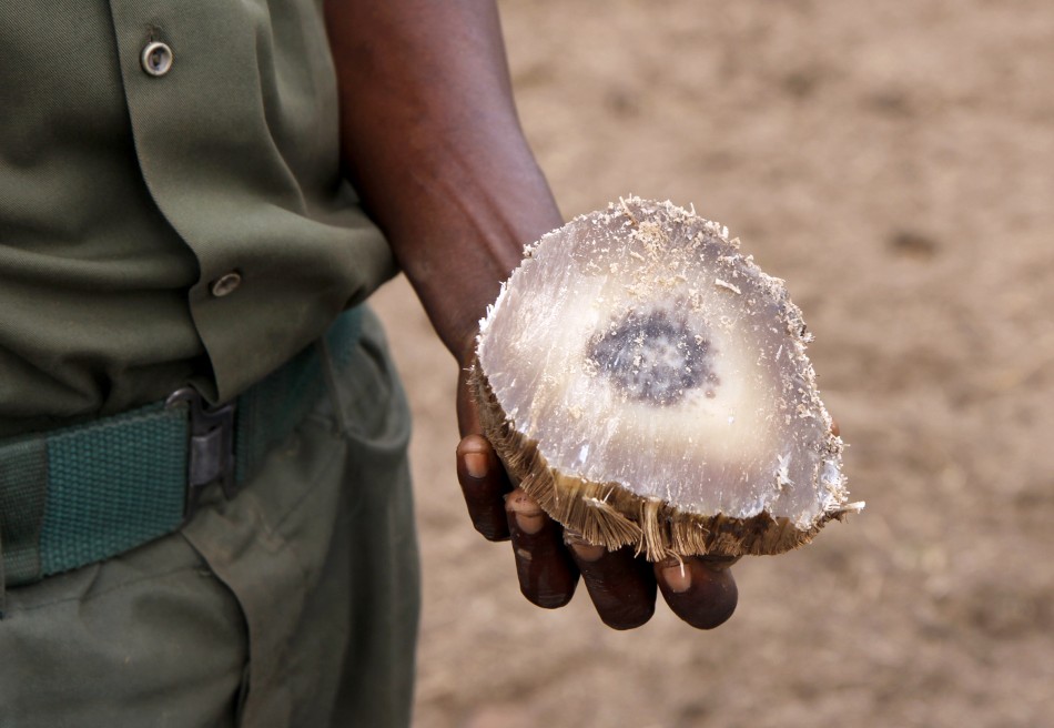 Biotech firm Pembient to roll out 3D printed rhino horns to curb