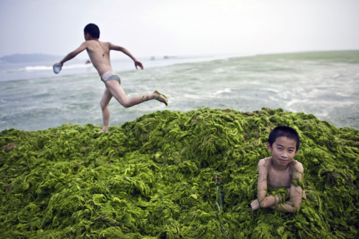 A boy sits in a pile of algae as his friend runs at a beach in Qingdao, Shandong province