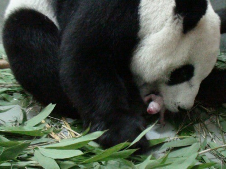 Giant panda Yuan Yuan and her newborn girl cub. (Taipei Zoo)