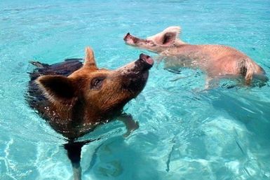 Swimming pigs