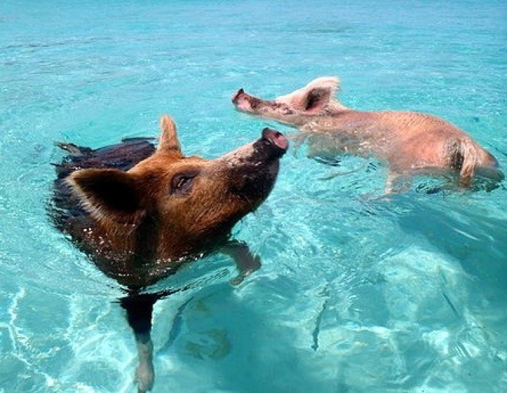 Swimming pigs