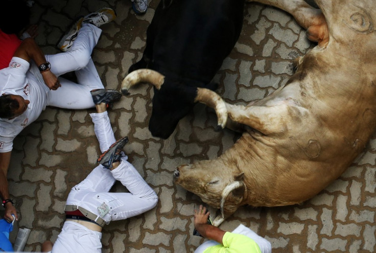 Several people were injured in a stampede at Spain's San Fermin bull run on Saturday 11 July, when bulls that had chased them down the cobbled streets of Pamplona were crushed against them at the narrow entrance to the bullring