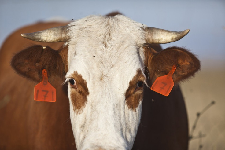 A cow crashing through a corrugated ceiling killed a Brazilian man, and narrowly missing his wife