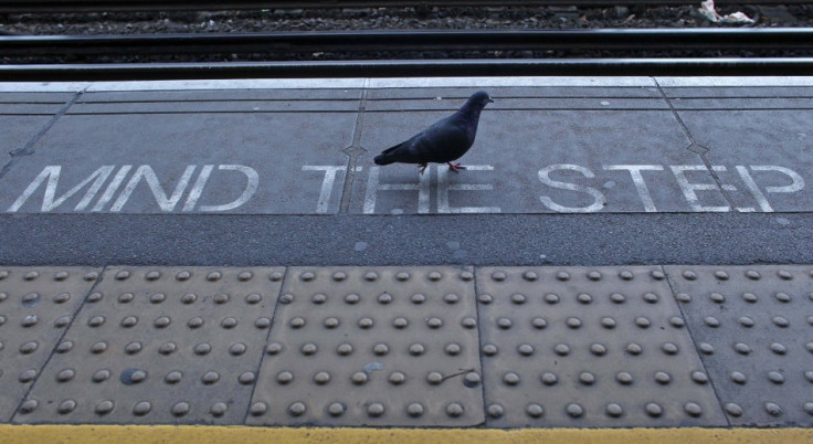 Pigeon