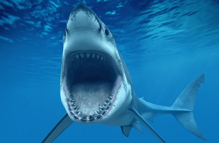 New website to keep surfers from jaws of killer sharks, like this Great White