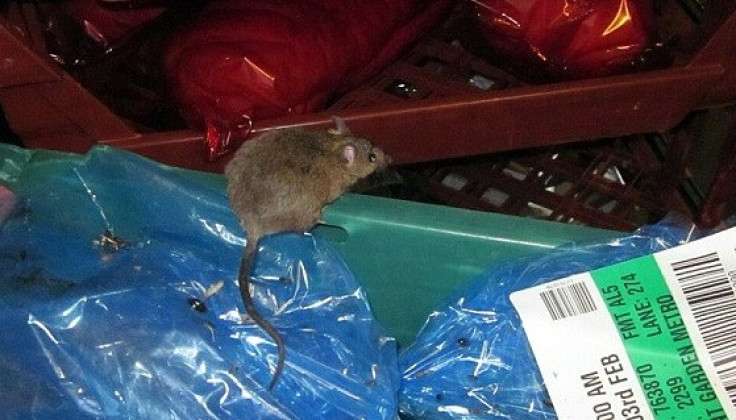 Fearless rodent pumped up on protein snapped by Westminster Council