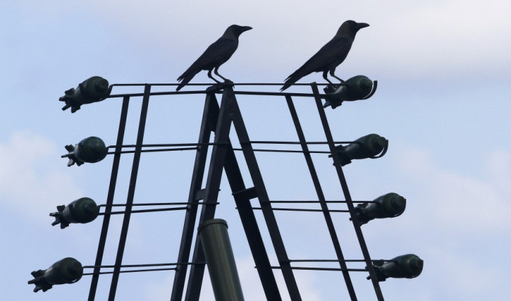 Crows