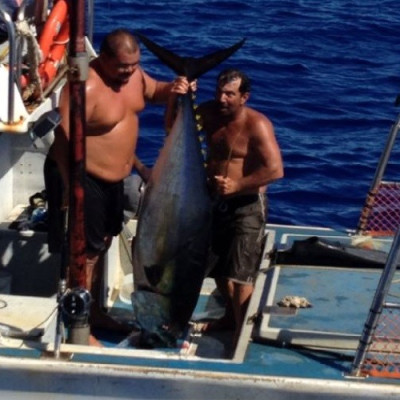 The giant tuna hooked by fisherman Anthony Wichman. (US Coast Guard)