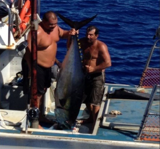 The giant tuna hooked by fisherman Anthony Wichman. (US Coast Guard) The giant tuna hooked by fisherman Anthony Wichman. (US Coast Guard)
