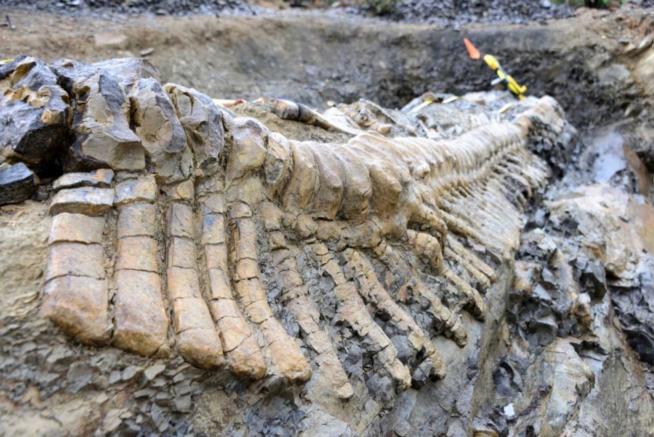 Complete Tail of 72-Million-Year-Old Dinosaur Discovered in Mexico ...