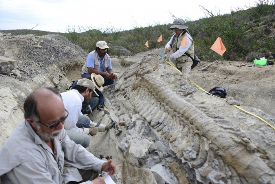72-Million-Year-Old Dinosaur Tail Found
