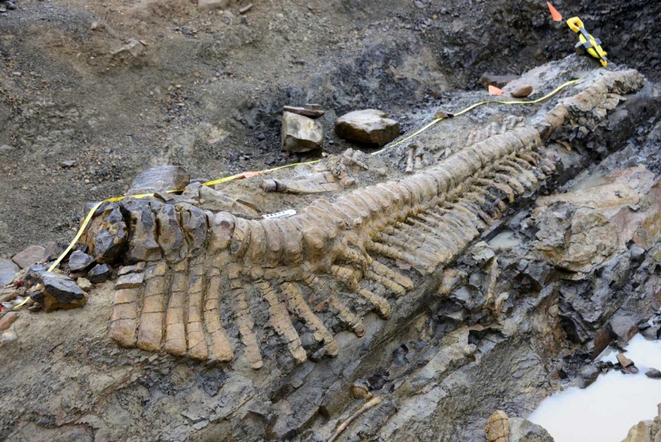 72-Million-Year-Old Dinosaur Tail Found