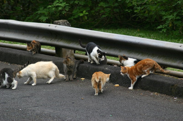 Feral cats