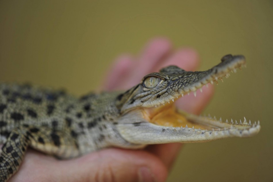 George the Royal Crocodile